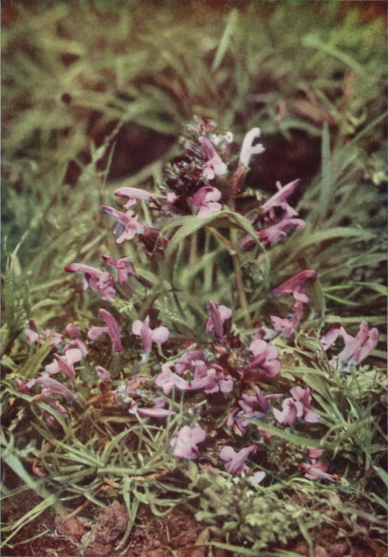 Fiori selvatici: Rattella rossa da Charles Essenhigh Corke