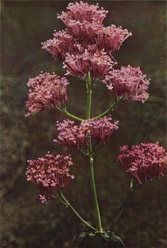 Fiori selvatici: Valeriana rossa da Charles Essenhigh Corke
