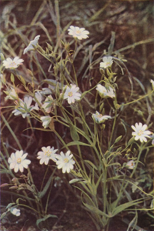 Fiori selvatici: Stellaria da Charles Essenhigh Corke
