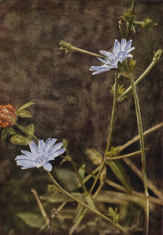 Fiori selvatici: Cicoria da Charles Essenhigh Corke