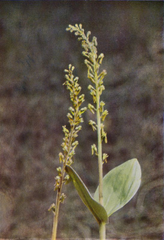 Fiori selvatici: Twayblade da Charles Essenhigh Corke