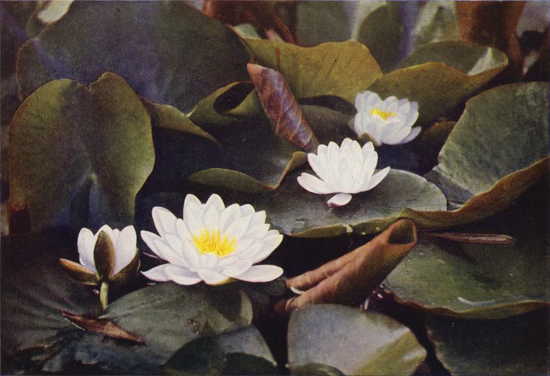 Fiori selvatici: Ninfea bianca da Charles Essenhigh Corke