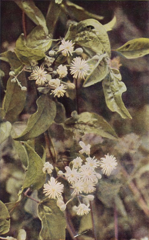 Fiori selvatici: Clematide selvatica da Charles Essenhigh Corke