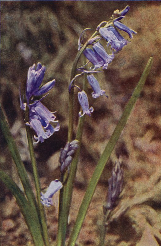 Fiori selvatici: Giacinto selvatico da Charles Essenhigh Corke