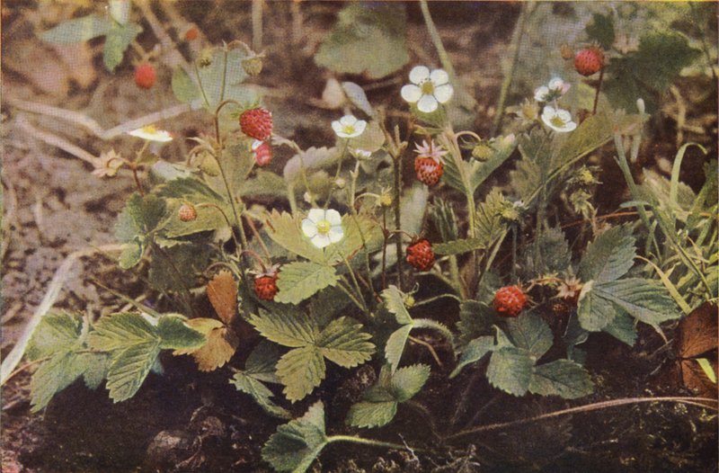 Fiori selvatici: Fragola selvatica da Charles Essenhigh Corke