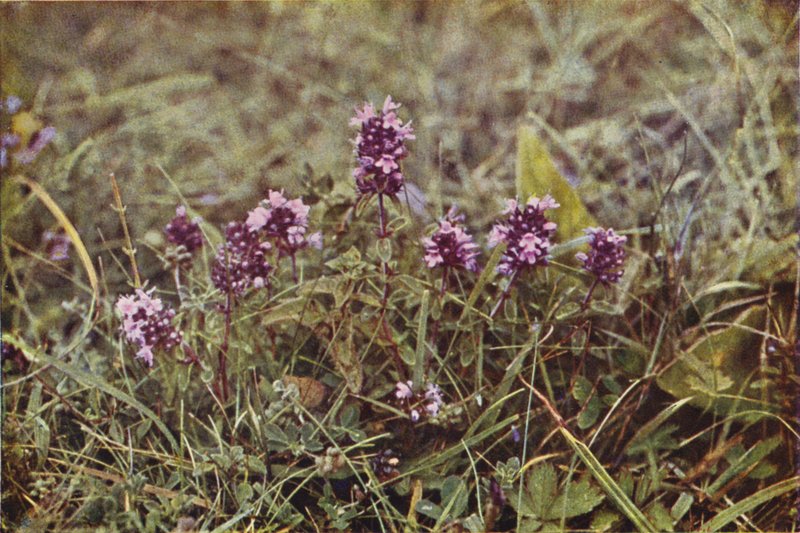Fiori selvatici: Timo selvatico da Charles Essenhigh Corke