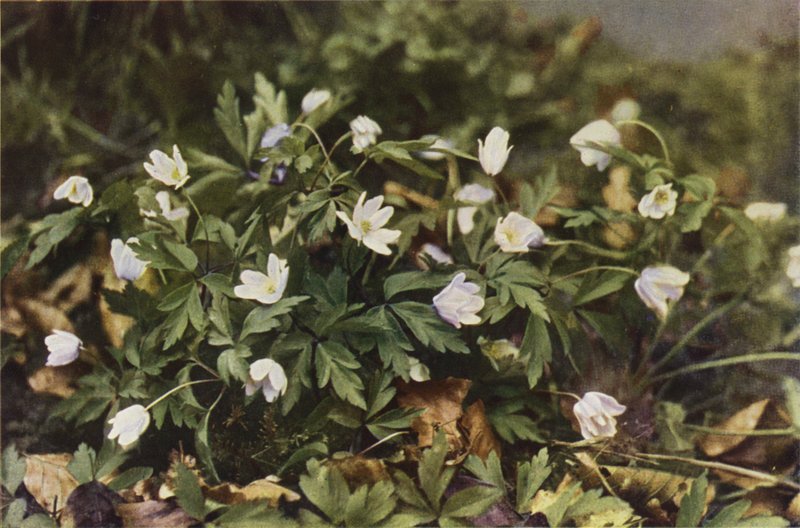 Fiori selvatici: Anemone dei boschi da Charles Essenhigh Corke