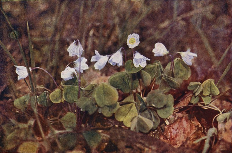 Fiori selvatici: Acetosella da Charles Essenhigh Corke