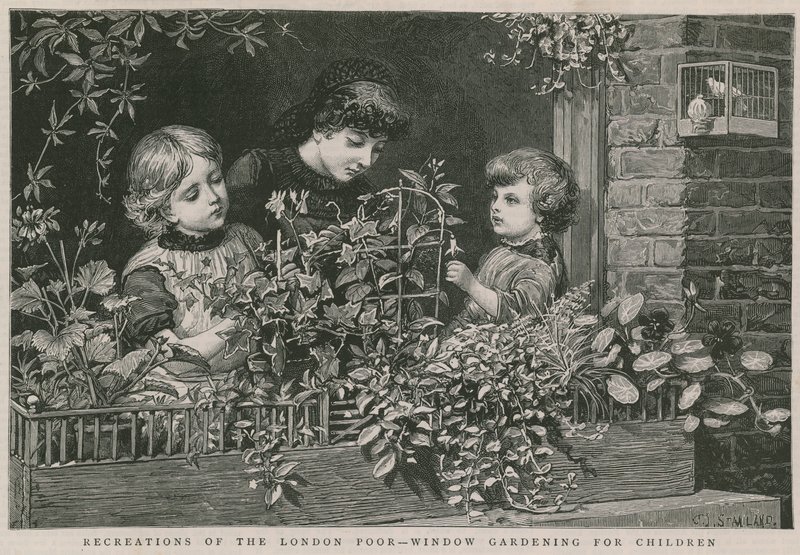 Ricreazioni dei poveri di Londra: Giardinaggio alla finestra per bambini (incisione) da Charles J. Staniland