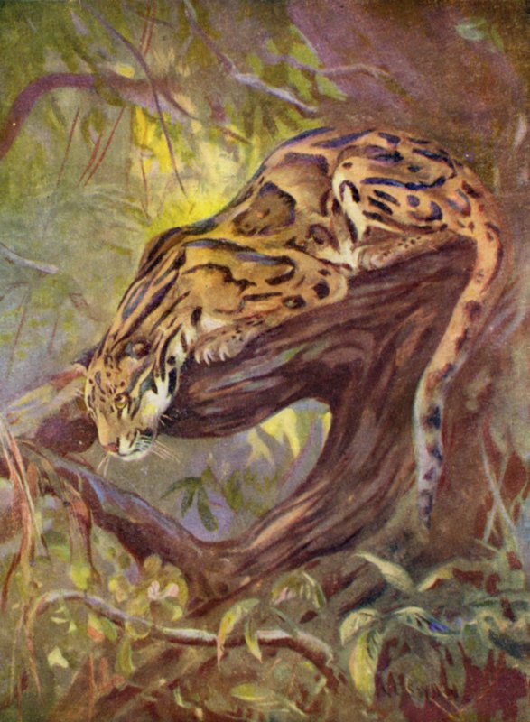 Allo zoo: Leopardo nebuloso da Cuthbert Edmund Swan