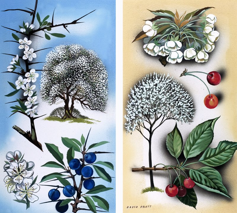 Tutti i tipi di alberi da frutto selvatici: Prugnolo e ciliegio selvatico da David Pratt