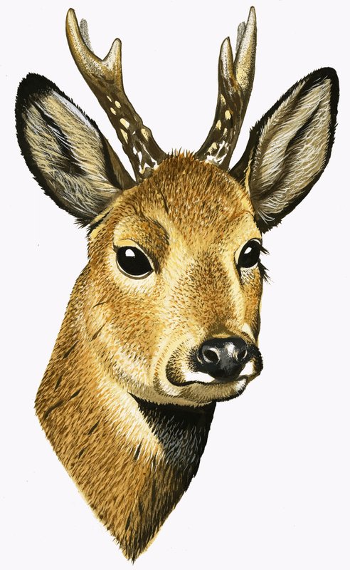 Capriolo da David Pratt