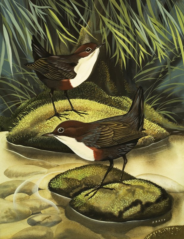 Il Dipper, noto anche come Water Ousel. da David Pratt