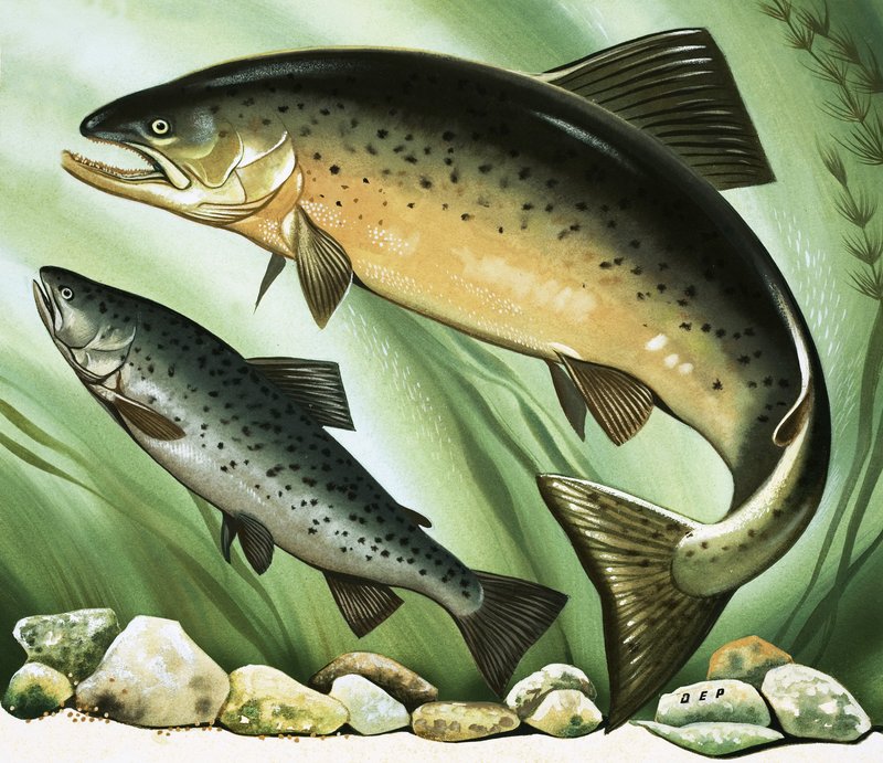 Il viaggio del salmone da David Pratt