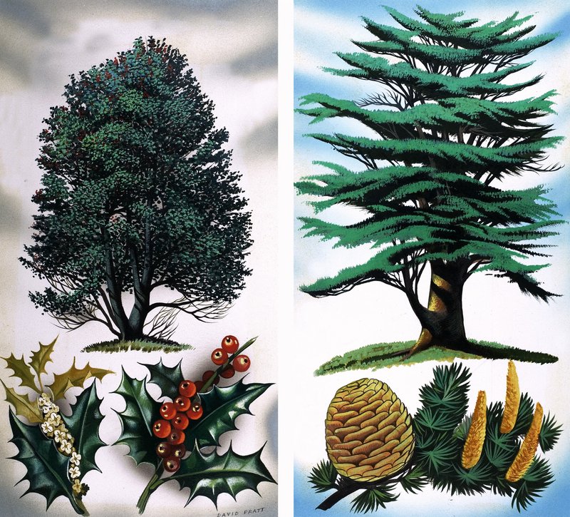 Alberi visibili: Agrifoglio e cedro da David Pratt