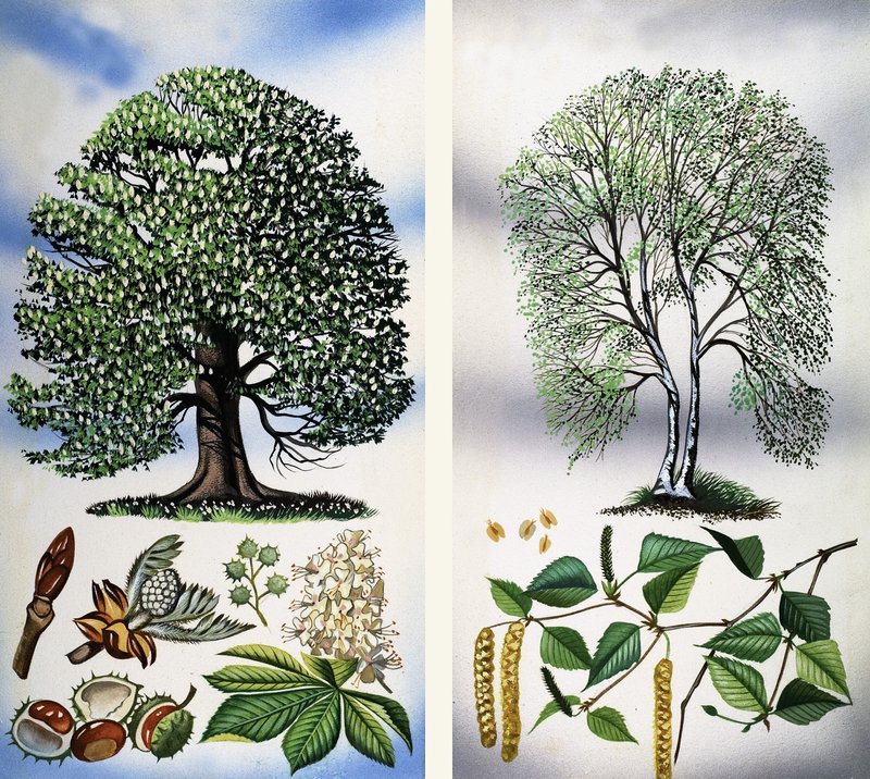 Alberi visibili: Ippocastano e betulla argentata da David Pratt