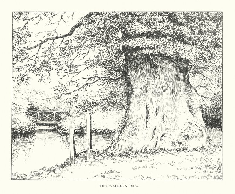 La quercia di Walkern da Duncan Moul
