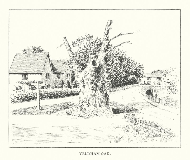 Quercia di Yeldham da Duncan Moul