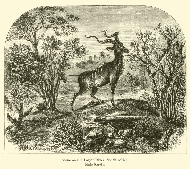 Scena sul fiume Logier, Sudafrica, Maschio Ku-du da E. Jennings