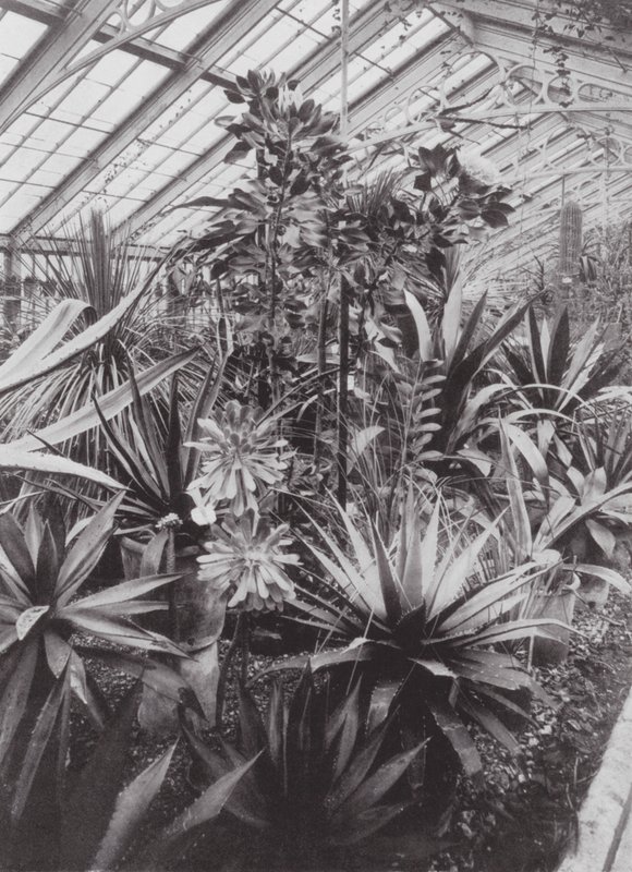 Giardini di Kew, c.1900 (foto in b/n) da E. J. Wallis