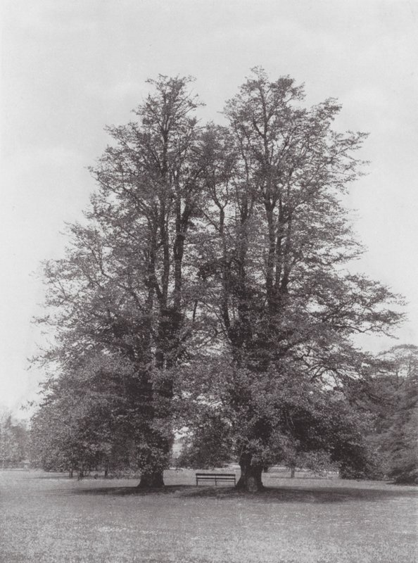 Giardini di Kew da E. J. Wallis