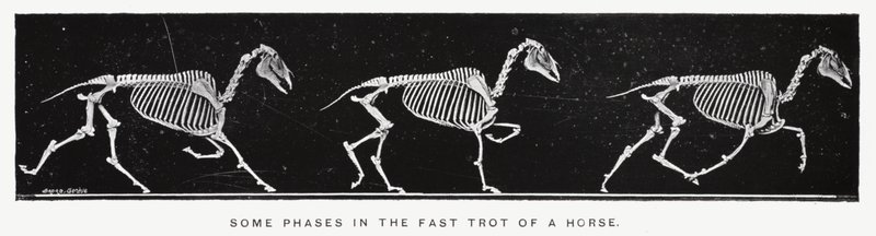 Eadweard Muybridge: Alcune fasi del trotto veloce di un cavallo da Eadweard Muybridge