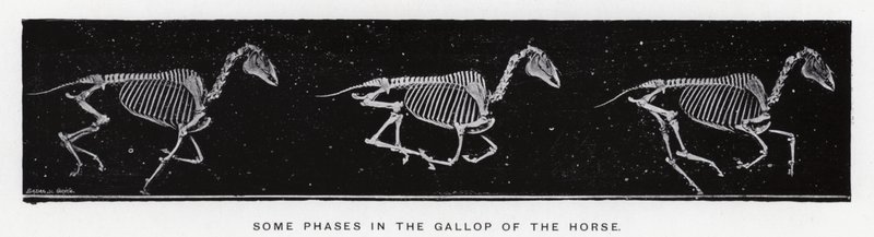 Eadweard Muybridge: Alcune fasi del galoppo del cavallo da Eadweard Muybridge