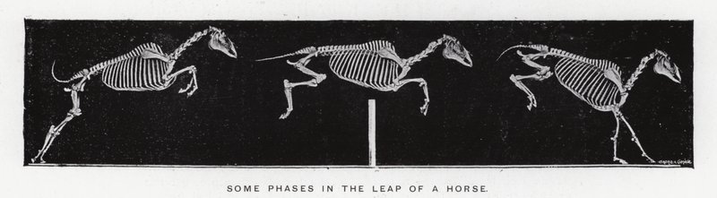 Eadweard Muybridge: Alcune fasi del salto di un cavallo (foto in bianco e nero) da Eadweard Muybridge