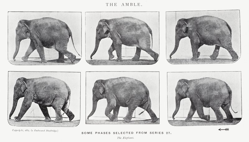 Eadweard Muybridge: L