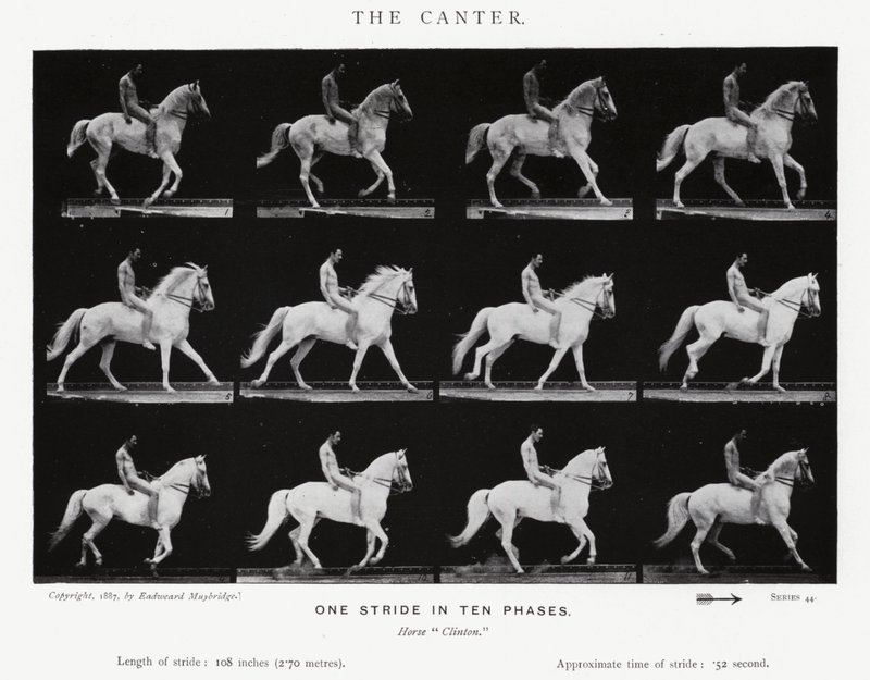 Eadweard Muybridge: Il galoppo (foto in bianco e nero) da Eadweard Muybridge