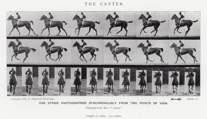 Eadweard Muybridge: Il galoppo lento da Eadweard Muybridge