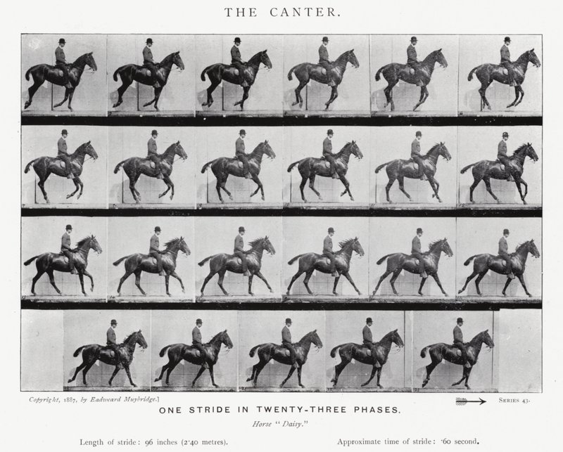 Eadweard Muybridge: Il galoppo lento da Eadweard Muybridge