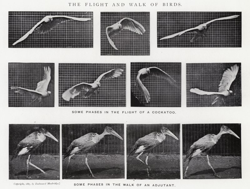 Il volo e la camminata degli uccelli da Eadweard Muybridge