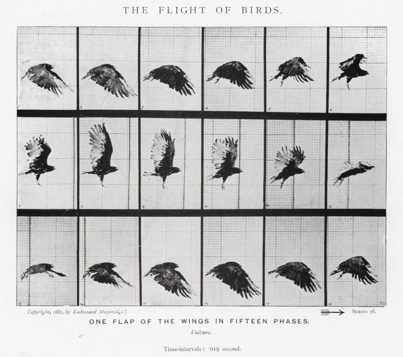 Eadweard Muybridge: Il volo degli uccelli da Eadweard Muybridge