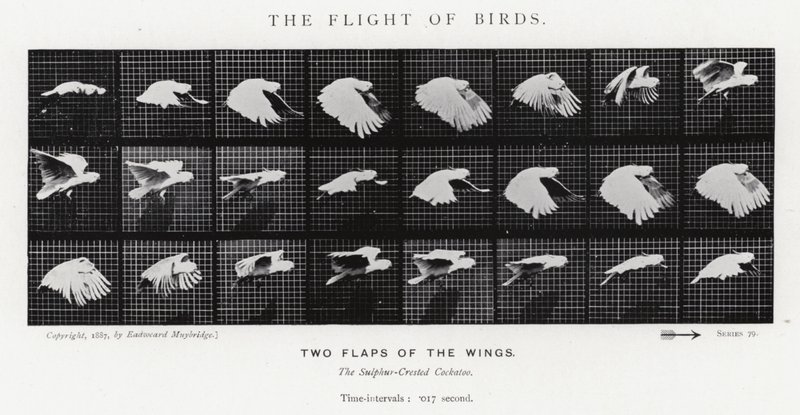 Il volo degli uccelli da Eadweard Muybridge