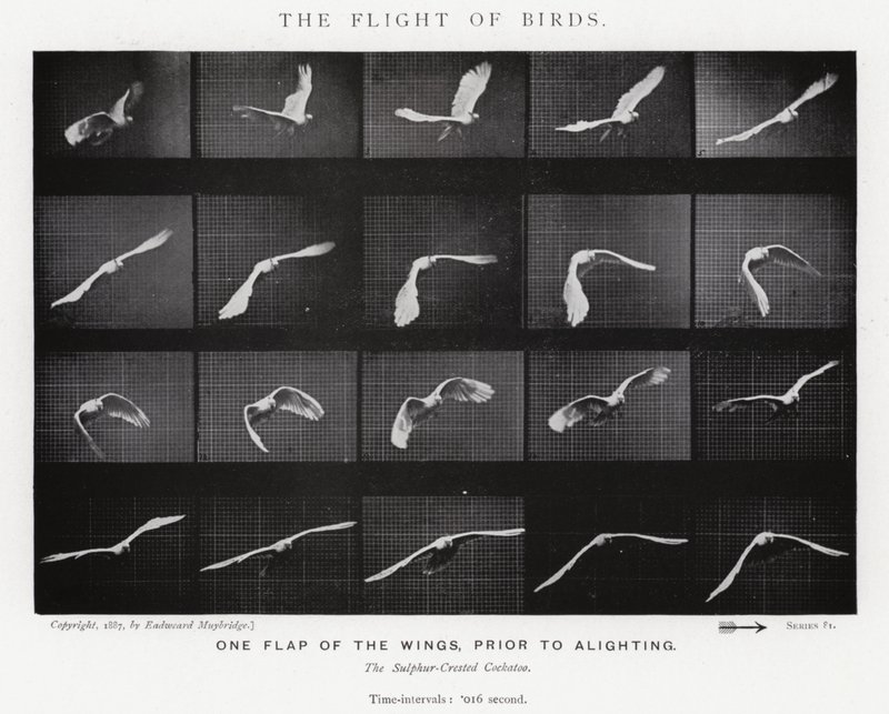 Il volo degli uccelli da Eadweard Muybridge