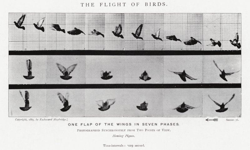 Il volo degli uccelli da Eadweard Muybridge