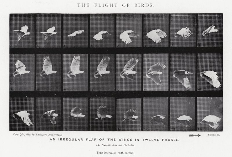 Il volo degli uccelli da Eadweard Muybridge