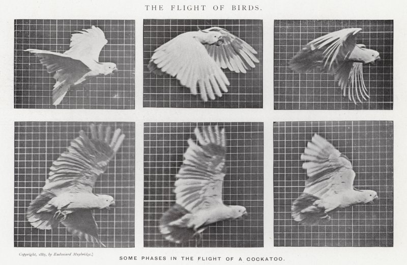 Il volo degli uccelli da Eadweard Muybridge
