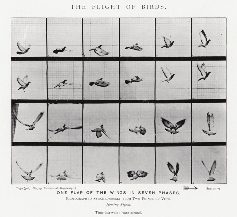 Eadweard Muybridge: Il volo degli uccelli da Eadweard Muybridge