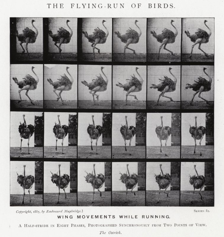 Eadweard Muybridge: La corsa volante degli uccelli da Eadweard Muybridge