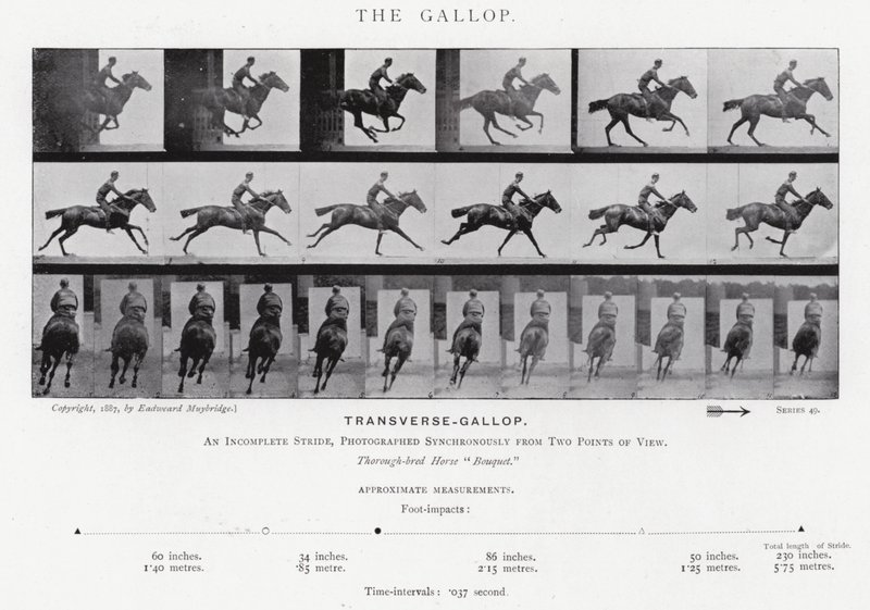 Eadweard Muybridge: Il galoppo da Eadweard Muybridge