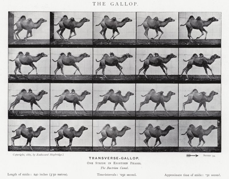 Eadweard Muybridge: Il galoppo da Eadweard Muybridge