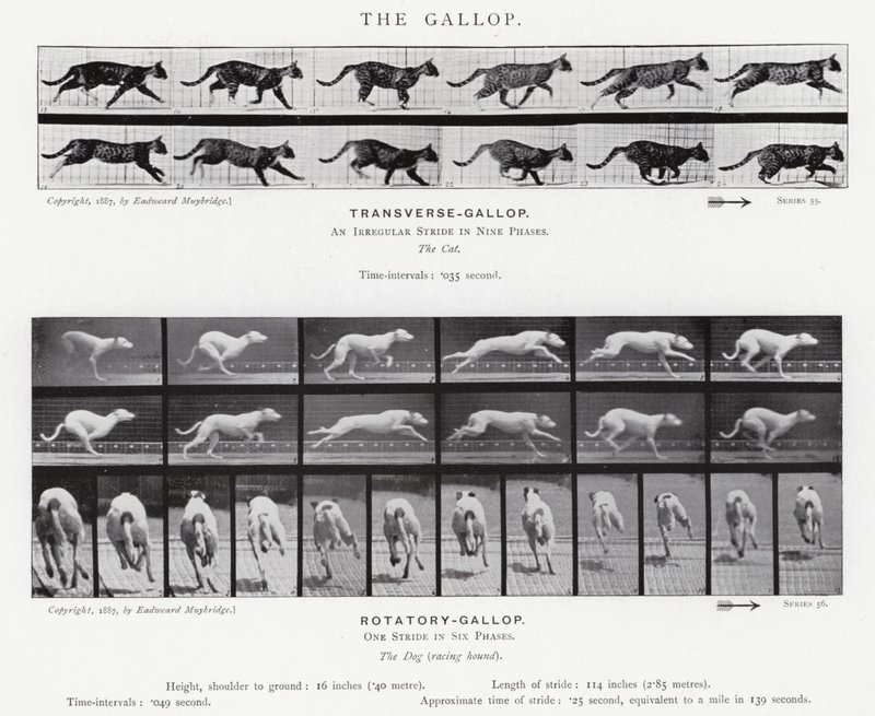 Il galoppo da Eadweard Muybridge