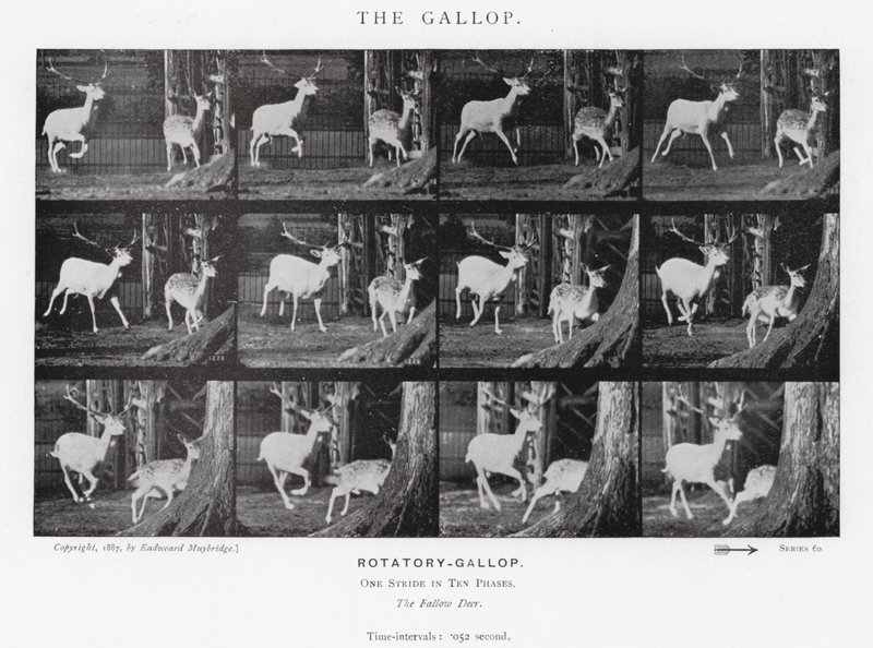 Il galoppo da Eadweard Muybridge