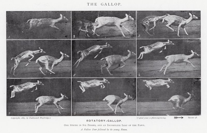 Eadweard Muybridge: Il galoppo (foto in bianco e nero) da Eadweard Muybridge