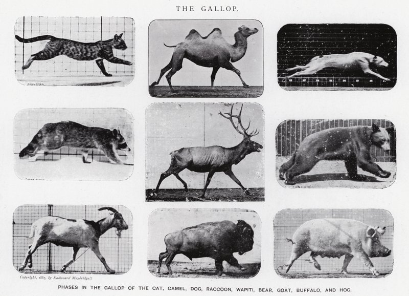 Eadweard Muybridge: Il galoppo (foto in bianco e nero) da Eadweard Muybridge