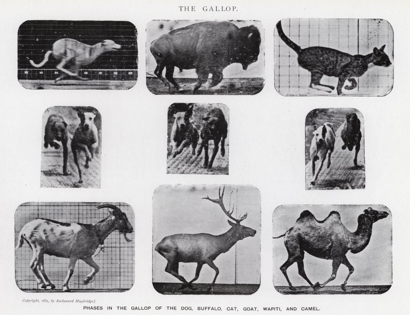 Il galoppo da Eadweard Muybridge
