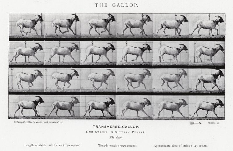 Eadweard Muybridge: Il galoppo da Eadweard Muybridge