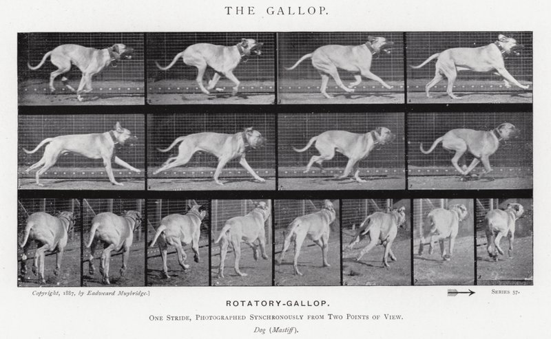 Eadweard Muybridge: Il galoppo da Eadweard Muybridge